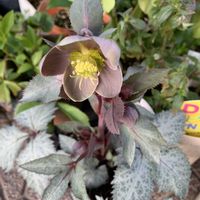 クリスマスローズ,ステルニー ビバ,クリスマスローズ   シングル,クリスマスローズステルニービバ,鉢植えの画像