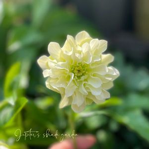 クリスマスローズ,クリスマスローズ ヒデコート,ナチュラルガーデン,ジャンクガーデン,シェードガーデンの画像