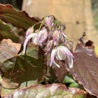 アスパラガス,桃の木,桜 さくら,京丹後産覆輪イカリソウ,京丹後産覆輪イカリソウの画像