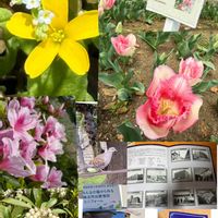 アセビ,アセビ,キュウリグサ,キュウリグサ,チューリップの画像