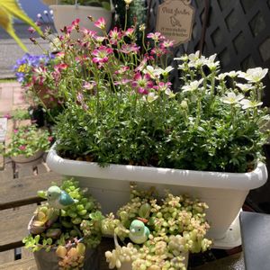 ガーデニング,花のある暮らし,マンション専用庭,庭の画像