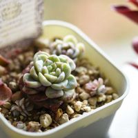 レッドベルベット,多肉植物,エケベリア属,植中毒,タニラーの画像