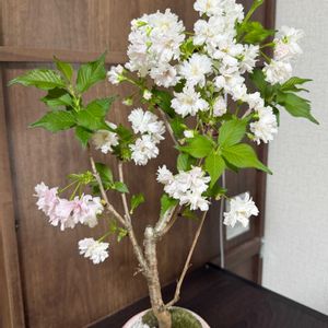 八重桜,桜 あさひやま,ミニ盆栽,暮らしに花を,花を愛でるの画像