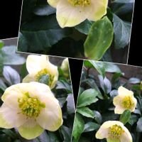 クリスマスローズ,クレマチス,ガーデニング,マイガーデン,クレマチス 鉢植えの画像