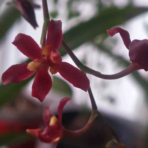 サクラ,サボテン,オンシジューム,洋ランいろいろ,オンシジューム　シャーリーベイビーの画像