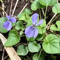 キランソウ,カキドオシ,タチツボスミレ（多分）,ご近所散歩,チーム・ブルーの画像