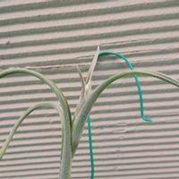 エアープランツ/チランジアの画像