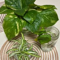 ポトス,オリヅルラン,観葉植物,水栽培,観葉植物のある暮らしの画像