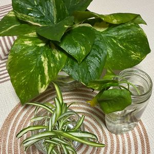 ポトス,オリヅルラン,観葉植物,水栽培,観葉植物のある暮らしの画像