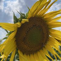 ヒマワリ,過去pic,green life,ｷﾞｭｯﾄby♡me,レッツゴー三匹の画像