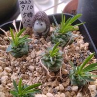 コブシ,亀甲竜,ソメイヨシノ,パキポディウム・エブレネウム,ユーフォルビア・オベサ鉄甲の画像