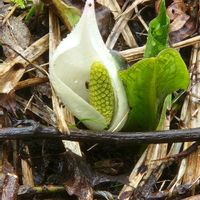 水芭蕉,お出掛け先でpic✨の画像