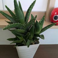 アロエ,多肉植物,多肉大好きの画像