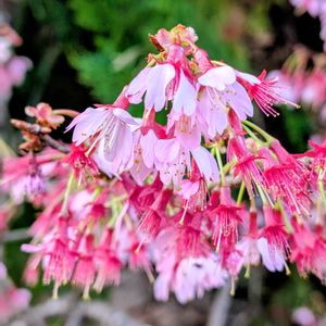 オカメザクラ,サクラの画像