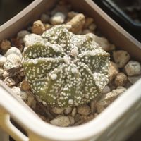 ハオルチア,多肉植物,観葉植物,塊根植物,サボテン科の画像