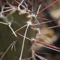 ハオルチア,多肉植物,観葉植物,塊根植物,サボテン科の画像