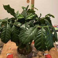 コーヒーの木,コーヒーノキ,観葉植物,アカネ科,ダイソー出身の画像