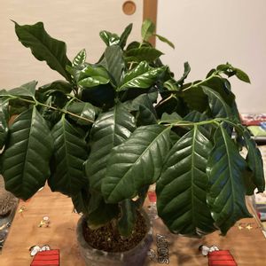 コーヒーの木,コーヒーノキ,観葉植物,アカネ科,ダイソー出身の画像