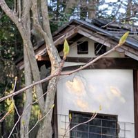 ギボウシ,シャクヤク,キバナカタクリ,芍薬,サワフタギの画像