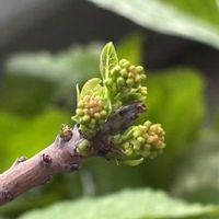 スモークツリー,ハナズオウ,ベニバナサンザシ,八重紅花サンザシの画像