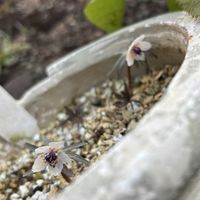 セツブンソウ,セツブンソウ,山野草,冬越し,小さなお花の画像