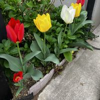 チューリップ,ミント,ローズマリー,紫陽花 アジサイ あじさいの画像