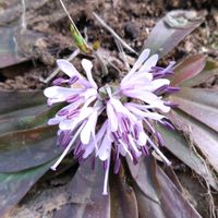 キクザキイチゲ,キクザキイチゲ,ショウジョウバカマ,カンアオイ,ミチノクエンゴサクの画像