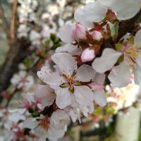 ユスラウメの画像