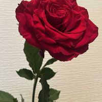 バラ,プレゼント,あっ火曜日,チーム岐阜,真っ赤な火曜日の画像