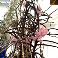 カトレア,バンダ クリステンソニアナ,観葉植物,洋蘭,洋ランの画像