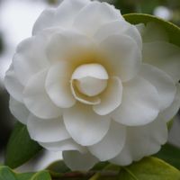 ツバキ,庭木,常緑低木,白い花,自生の画像