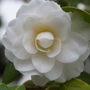 ツバキ,庭木,常緑低木,白い花,自生の画像