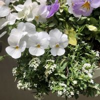 アリッサム,パンジー,ビオラ,寄せ植え,ベランダガーデニングの画像