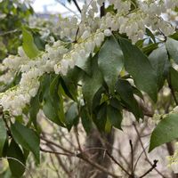 馬酔木(アセビ）の画像