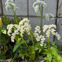 タンチョウソウ,タンチョウソウ,バイモ,バイモ,ソメイヨシノの画像