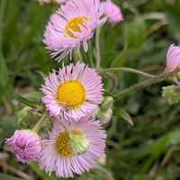 ハルジオン,ヒメオドリコソウ,カキドオシ,オオシマザクラ(大島桜）,ハルガヤ(春茅)の画像