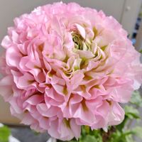 ラナンキュラス,ラナンキュラスハーマイオニー,ドライフラワー,ラナンキュラスポンポン,ラナンキュラス 希少の画像