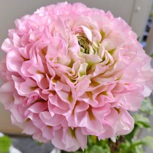 ラナンキュラス,ラナンキュラスハーマイオニー,ドライフラワー,ラナンキュラスポンポン,ラナンキュラス 希少の画像