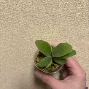 ユニコーン, コウモリラン , ビカクシダ,和室の画像