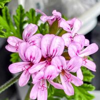 ローズゼラニウム,いい香り,ローズゼラニウム開花の画像