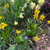 シモツケ ,スイセン・ロリキート,スイセン ジェットファイアー,スイセン ジェットファイアー,アネモネ　ブレンダの画像