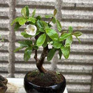 ボケ,ミニ盆栽の画像