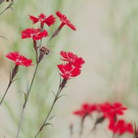 ナデシコの画像