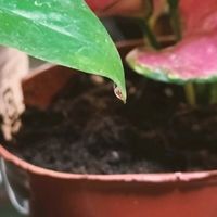 ポトス,観葉植物,植物のある暮らし,サトイモ 科,観葉植物のある暮らしの画像