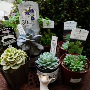 マクドガリー,アルビカンス,オンスロー,オウンスロー,セレナの画像