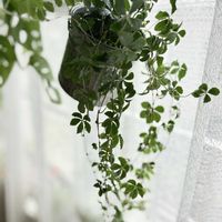 シュガーバイン,アイビー（ヘデラ）,マドカズラ,観葉植物,グリーンの画像