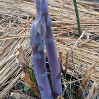 カロライナジャスミン,カロライナジャスミン,シャクナゲ,シャクナゲ,シャクナゲの画像