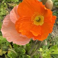 ヒナゲシの画像