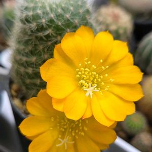 カランコエ,サボテン,レウィシア,レブチア,サボテンの花の画像