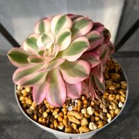 乙女心,紅稚児,メデューサ,桜,ピンクウィッチ。の画像